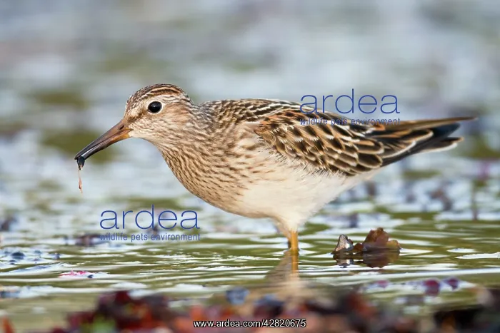 : Pectoral Sandpiper - Autumn : Pectoral Sandpiper - Autumn