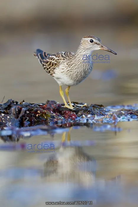 : Pectoral Sandpiper - Autumn : Pectoral Sandpiper - Autumn