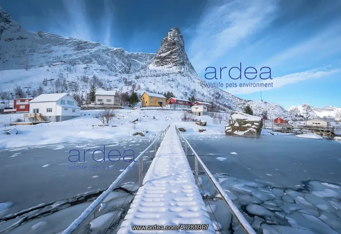 : Pedestrian bridge over frozen fjord, in the back : Pedestrian bridge over frozen fjord, in the back