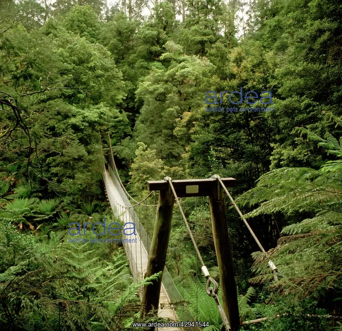 : Pedestrian bridge, Tarra Bulga National Park, Victoria : Pedestrian bridge, Tarra Bulga National Park, Victoria