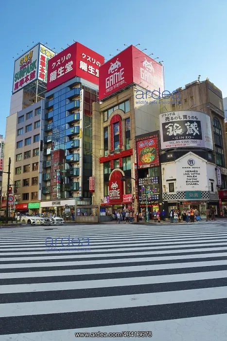 : Pedestrian crossing by Game Taito Stations in Shinjuku, Toky : Pedestrian crossing by Game Taito Stations in Shinjuku, Toky