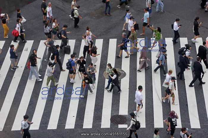  : Pedestriations on the Shibuya Scramble Crossing, Shibuya, Tokyo