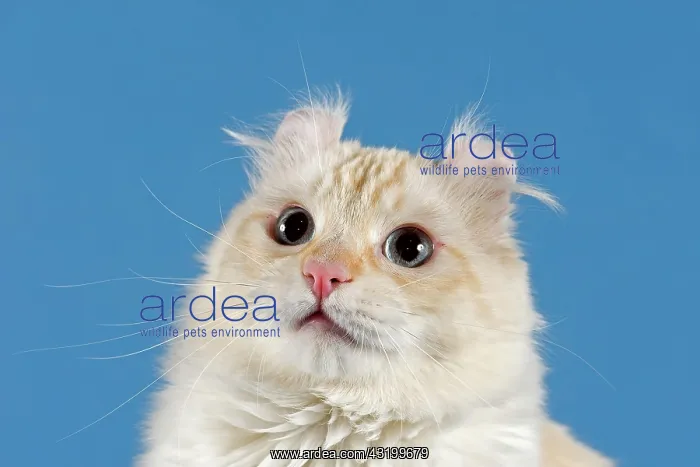  : Pedigree cat, American Curl, cat breed