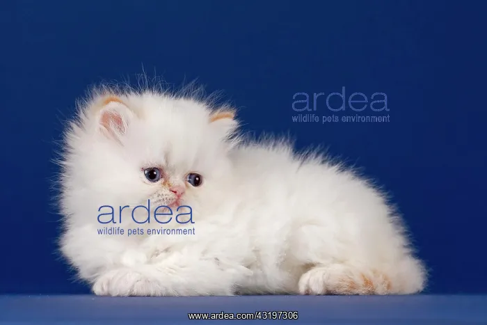 : Pedigree cat, Persian cat, kitten, 5 weeks : Pedigree cat, Persian cat, kitten, 5 weeks