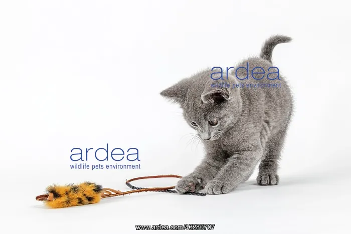 : Pedigree cat Russian Blue (Felis silvestris catus) : Pedigree cat Russian Blue (Felis silvestris catus)