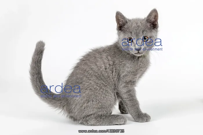 : Pedigree cat Russian Blue (Felis silvestris catus) : Pedigree cat Russian Blue (Felis silvestris catus)