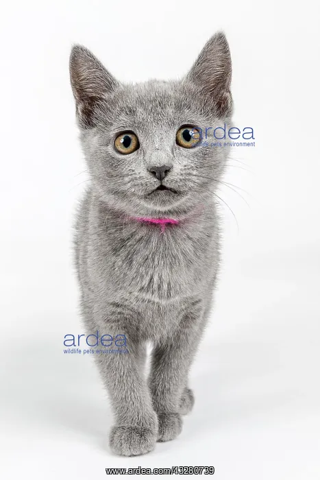 : Pedigree cat Russian Blue (Felis silvestris catus) : Pedigree cat Russian Blue (Felis silvestris catus)