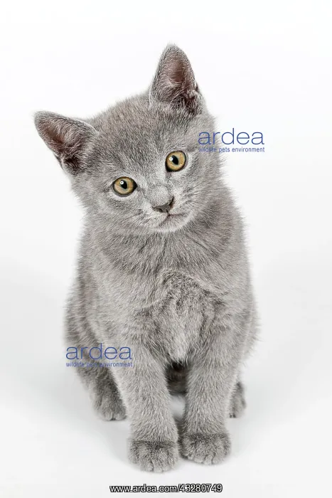 : Pedigree cat Russian Blue (Felis silvestris catus) : Pedigree cat Russian Blue (Felis silvestris catus)