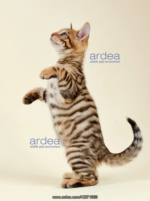 : Pedigree cat Toyger (Felis silvestris catus), Age : Pedigree cat Toyger (Felis silvestris catus), Age