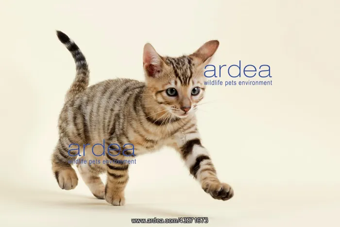 : Pedigree cat Toyger (Felis silvestris catus), Age : Pedigree cat Toyger (Felis silvestris catus), Age