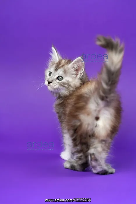 : Pedigreed Maine Coon Cat black silver patched tabby : Pedigreed Maine Coon Cat black silver patched tabby