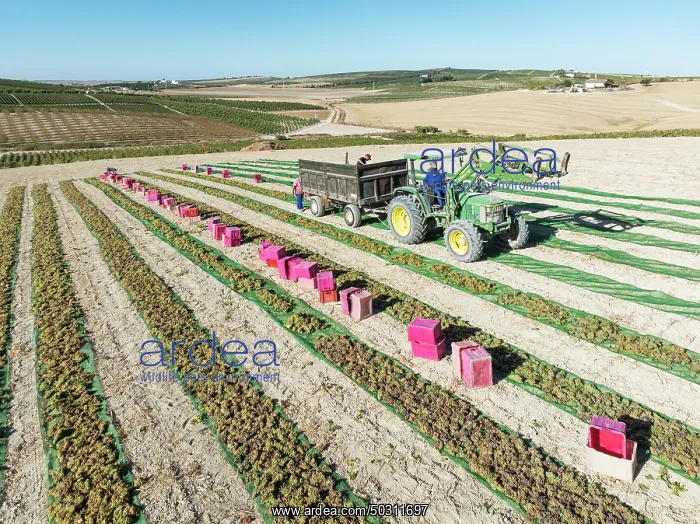 : Pedro Ximenez grapes are air-dried and dehydrated shortly after harvest : Pedro Ximenez grapes are air-dried and dehydrated shortly after harvest