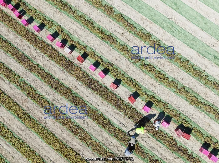 : Pedro Ximenez grapes are air-dried and dehydrated shortly after harvest : Pedro Ximenez grapes are air-dried and dehydrated shortly after harvest
