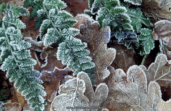 : Pedunculate / Common / English OAK - Rimed leaves : Pedunculate / Common / English OAK - Rimed leaves