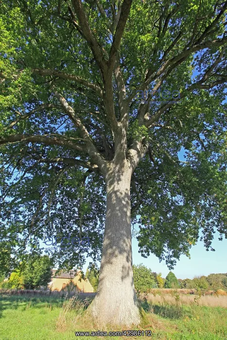 : Pedunculate / English Oak : Pedunculate / English Oak