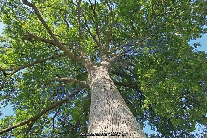 : Pedunculate / English Oak : Pedunculate / English Oak