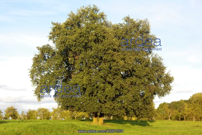 : Pedunculate / English Oak Tree : Pedunculate / English Oak Tree