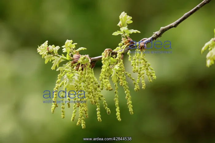 : Pedunculate Oak blooming : Pedunculate Oak blooming