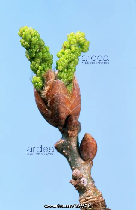 : Pedunculate OAK - bud : Pedunculate OAK - bud