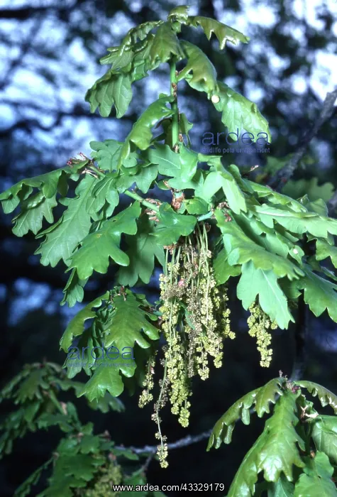 : PEDUNCULATE OAK - close-up of male catkins : PEDUNCULATE OAK - close-up of male catkins