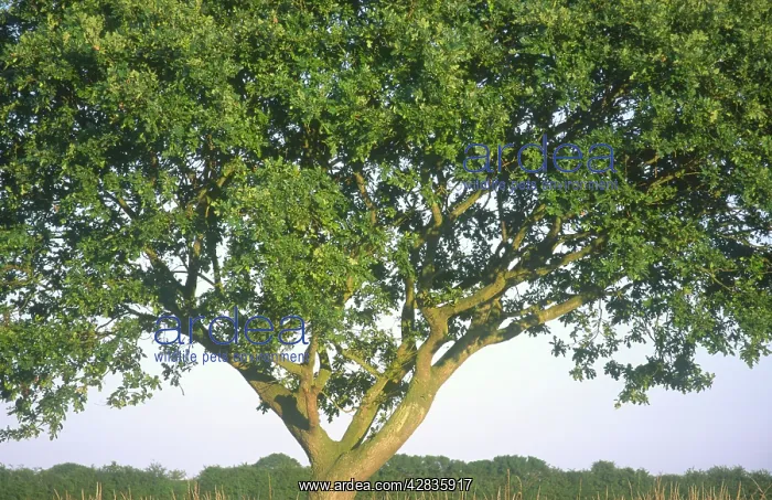: Pedunculate Oak Tree : Pedunculate Oak Tree