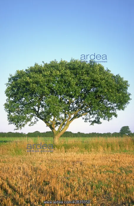 : Pedunculate Oak Tree : Pedunculate Oak Tree