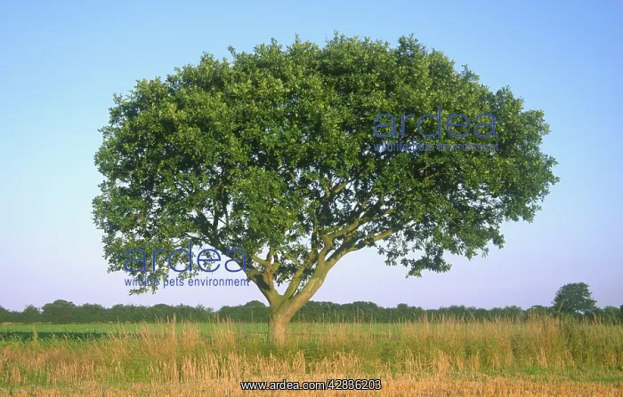 : Pedunculate Oak Tree - on field border : Pedunculate Oak Tree - on field border