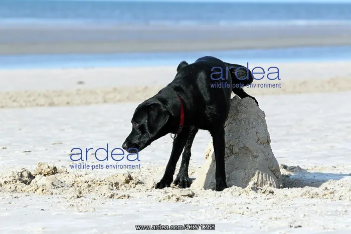 : Peeing young black Labrador Retriever dog (Canis : Peeing young black Labrador Retriever dog (Canis