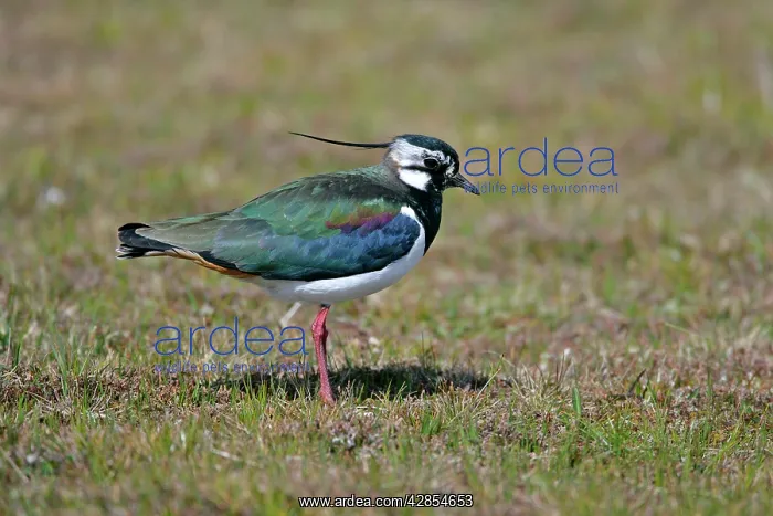: Peewit, Lapwing - adult with colourful gleaming plumage : Peewit, Lapwing - adult with colourful gleaming plumage
