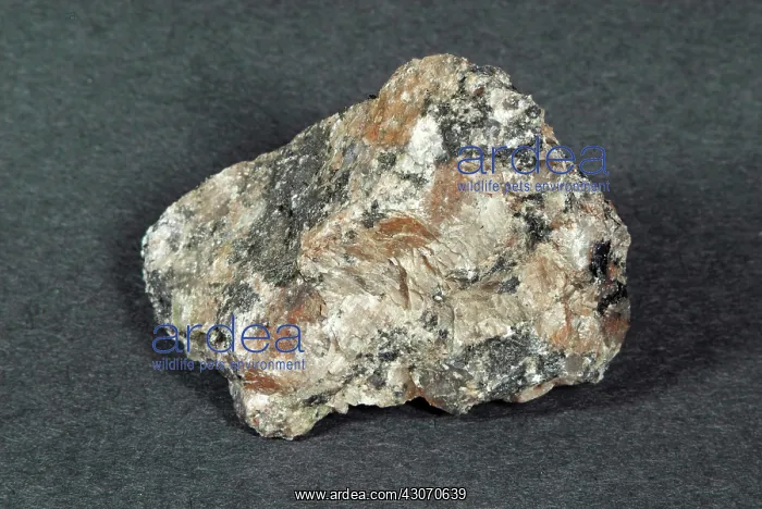 : Pegmatite. Hand sample of Pegmatite, a coarsely grained intrusive igneous : Pegmatite. Hand sample of Pegmatite, a coarsely grained intrusive igneous