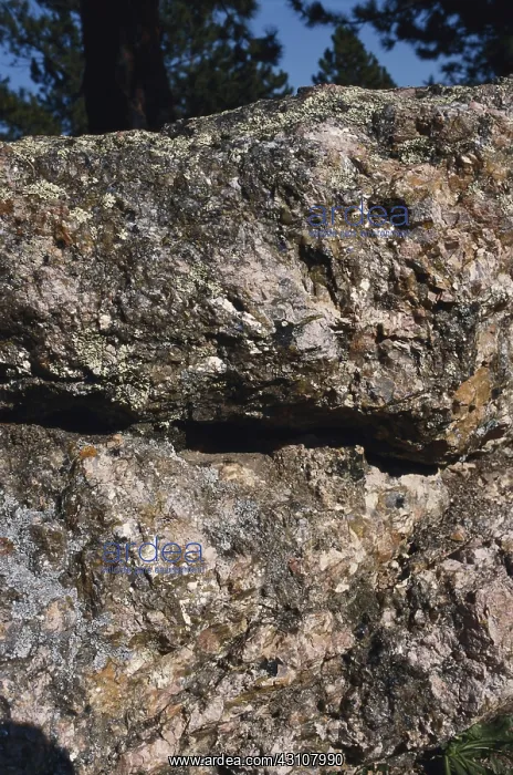 : Pegmatite. Ancient granite pegmatite exposed in Custer State Park, South Dakota : Pegmatite. Ancient granite pegmatite exposed in Custer State Park, South Dakota