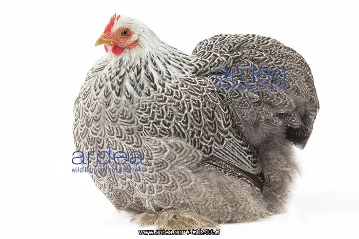  : Pekin Chicken Hen