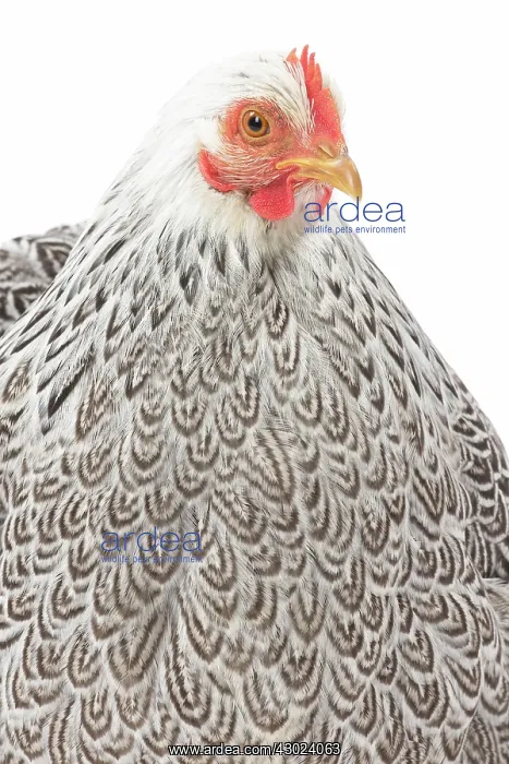  : Pekin Chicken Hen