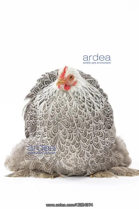  : Pekin Chicken Hen