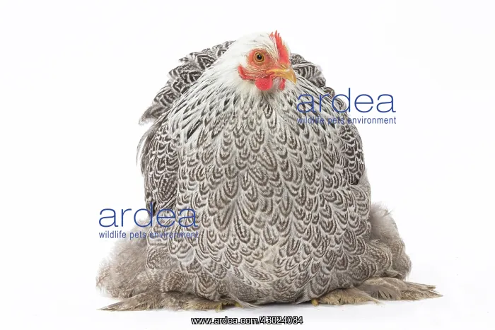  : Pekin Chicken Hen