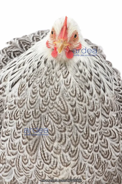  : Pekin Chicken Hen