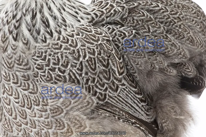  : Pekin Chicken Hen close up of plumage
