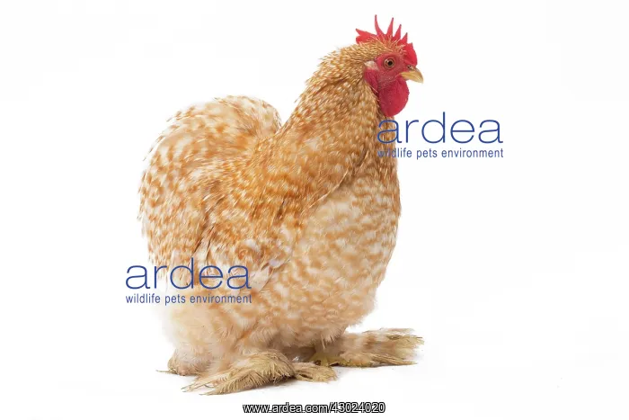  : Pekin Chicken tan colour Cockerel  /  Rooster