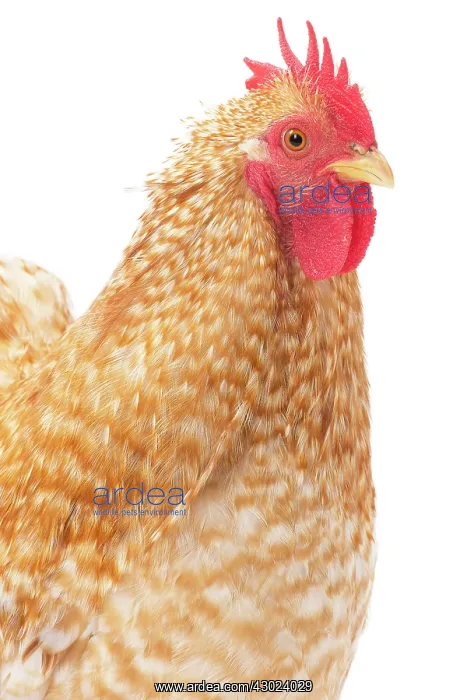  : Pekin Chicken tan colour Cockerel  /  Rooster