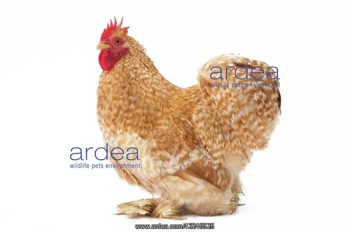  : Pekin Chicken tan colour Cockerel  /  Rooster