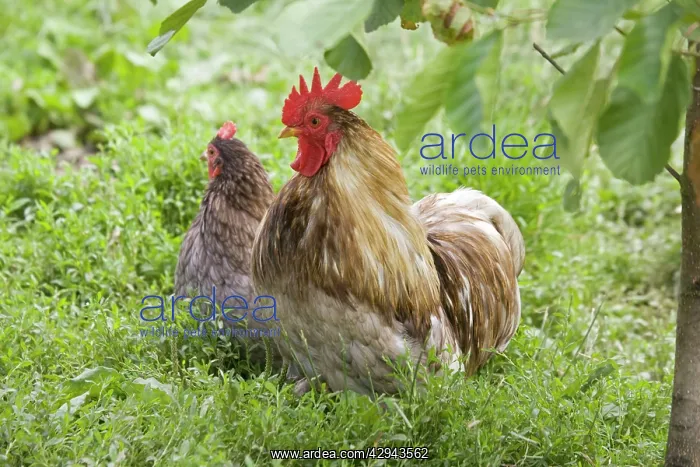  : Pekin  /  Cochin Bantam Chickens cockerel hen