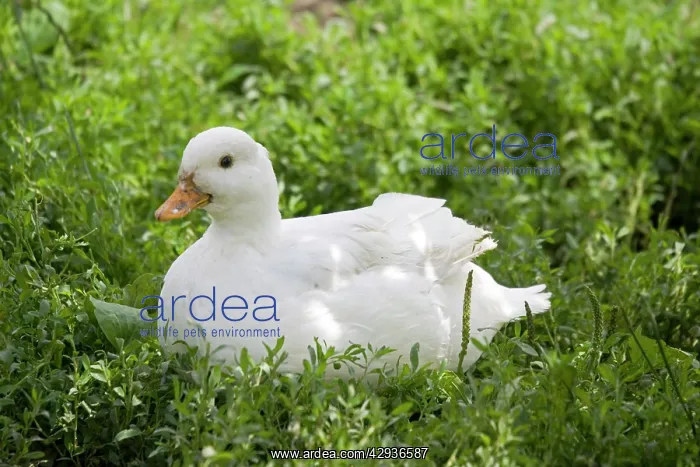  : Pekin duck