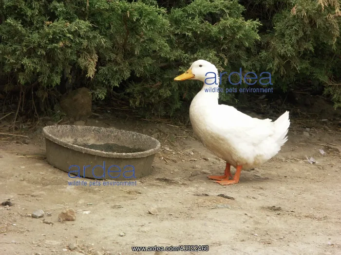 : Pekin Duck : Pekin Duck