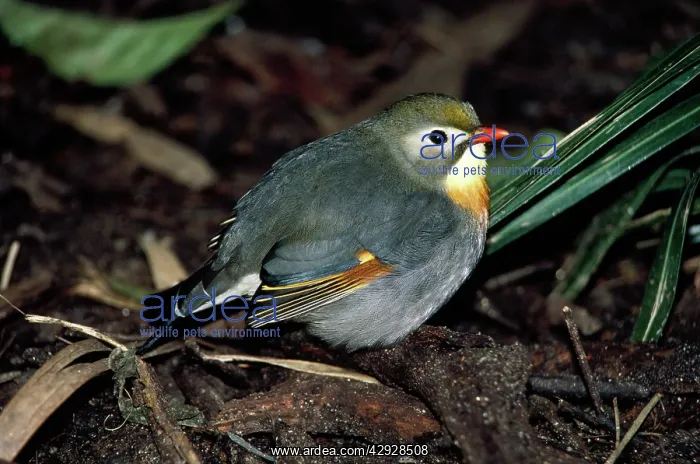 : Pekin Robin / Red-billed Leiothrix : Pekin Robin / Red-billed Leiothrix
