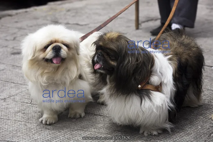 : Pekinese Dogs kept with a leash Quito Ecuador : Pekinese Dogs kept with a leash Quito Ecuador