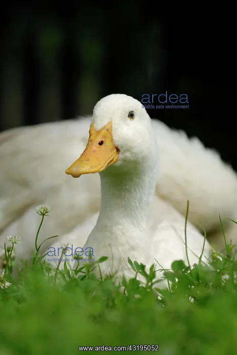 : Peking duck in a meadow : Peking duck in a meadow