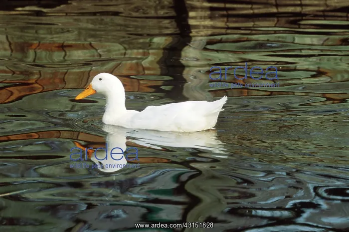 : Peking Mallard : Peking Mallard