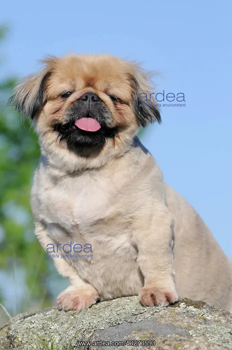 : Pekingese, beige, bitch, Austria, Europe : Pekingese, beige, bitch, Austria, Europe