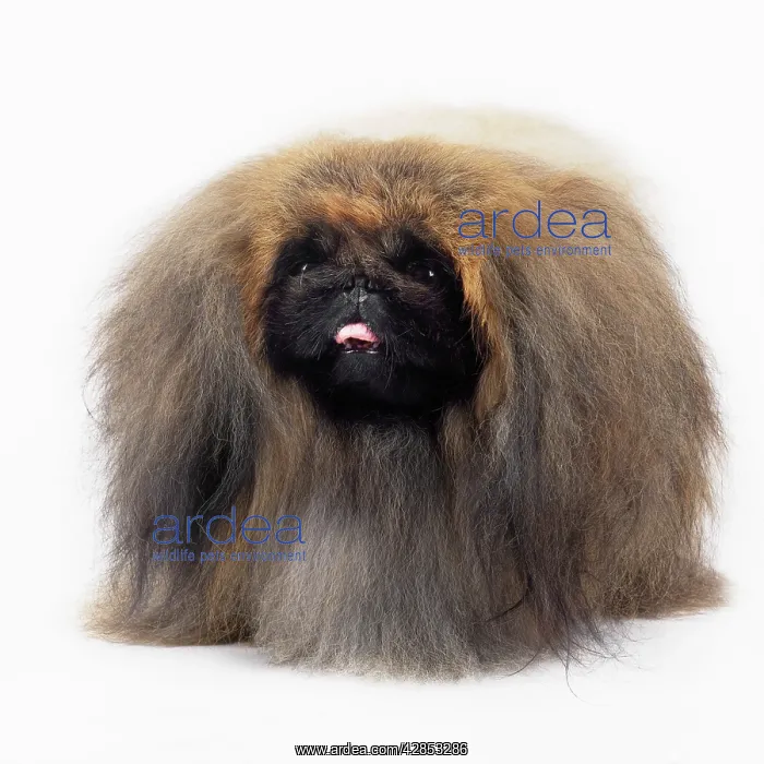 : Pekingese Dog : Pekingese Dog