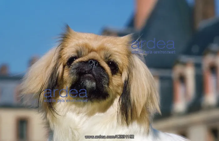 : PEKINGESE DOG : PEKINGESE DOG